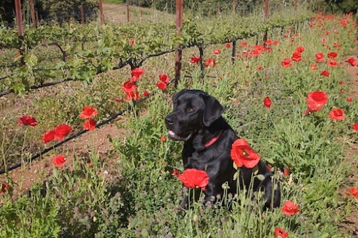 Bear in the vineyard